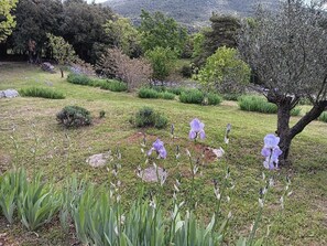 Stroll through a tranquil garden surrounded by vibrant flowers and lush greenery.
