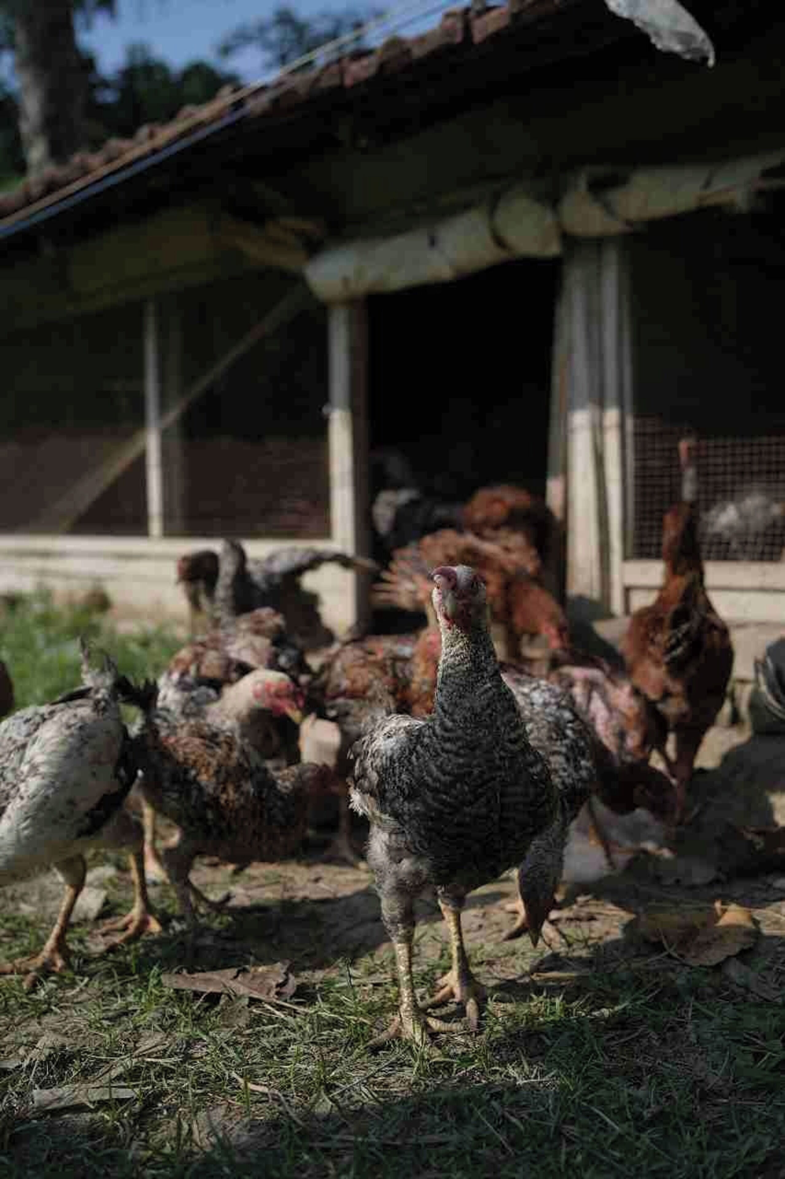 A group of chickens in a yard with a building in the background.