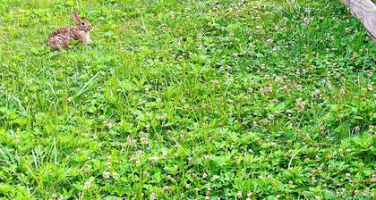 Cozy Attic Apartment with a View