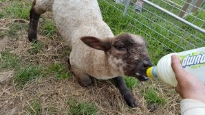 Een persoon voert een lammetje.