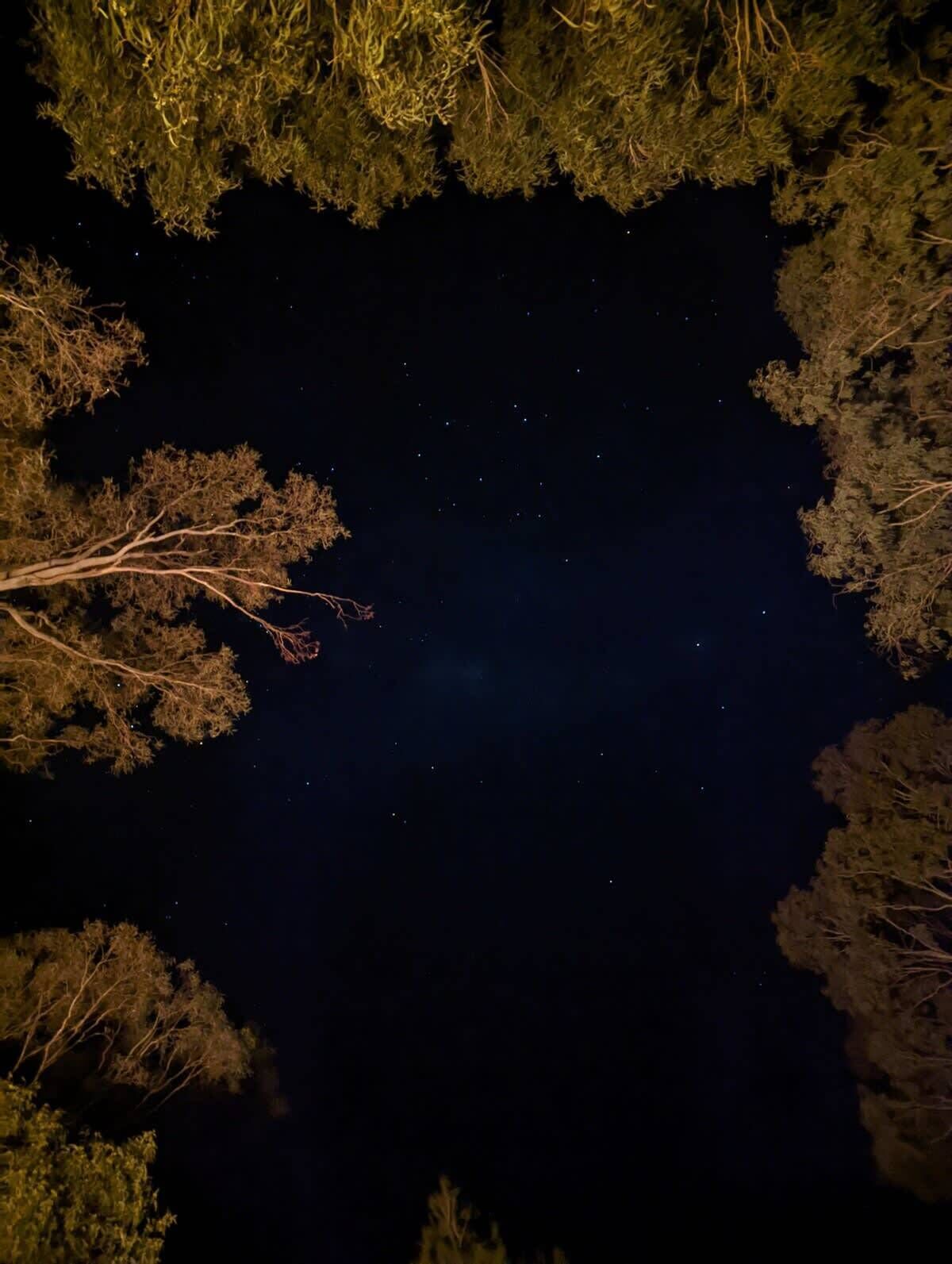 A night sky viewed from beneath tree branches, with stars visible.