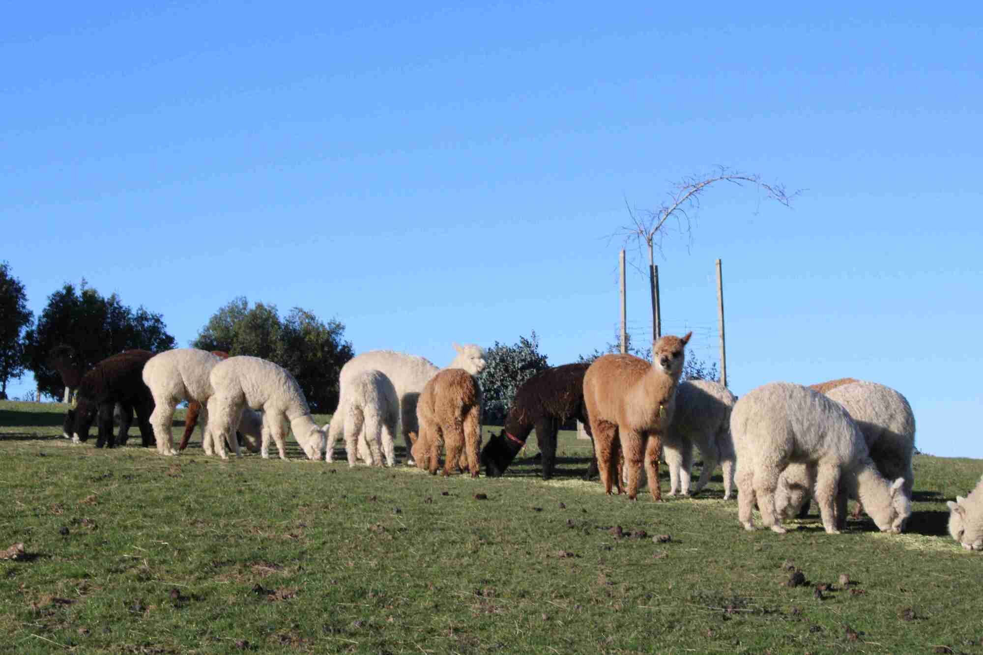A herd of sheep grazing on a grassy field with trees and a clear blue sky in the background.