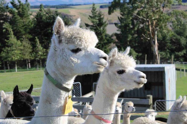 Eine Llama-Umgehung mit einem Metallgitter und einem Holzzaun.