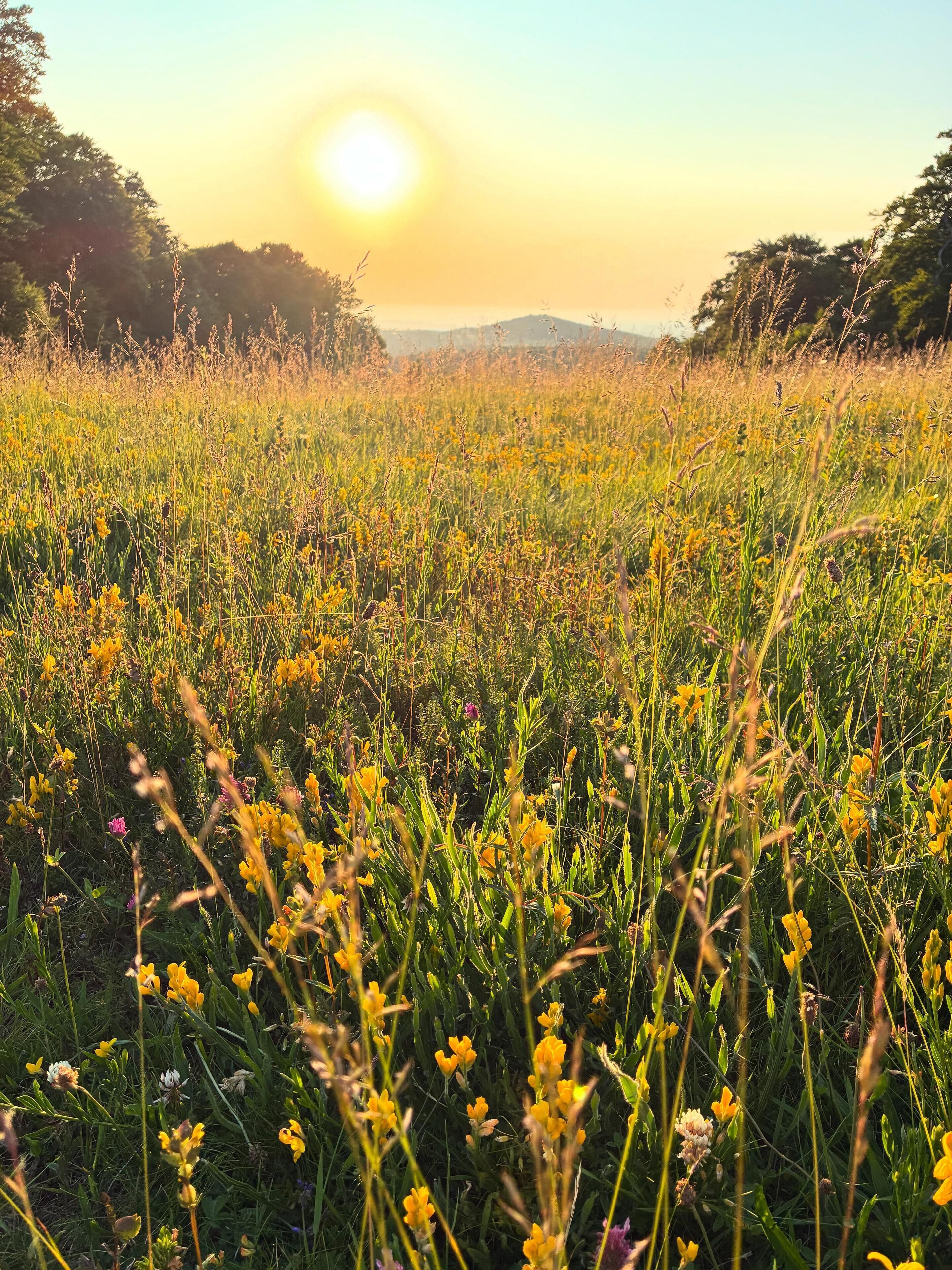 A field of yellow flowers with a clear sky and sun in the background.