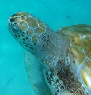 A close-up of a sea turtle's head and upper neck. - Paradise BDS - 3 B R Golf Villa at Rwml (Westmoreland)