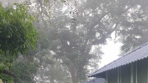 A serene courtyard with artificial green grass, a white picket fence, and a large tree providing shade. - Natures Cove Resort  (Alibag)