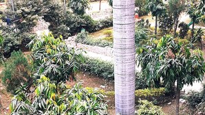 Un jardin aménagé avec différentes espèces de plantes et un palmier au centre.