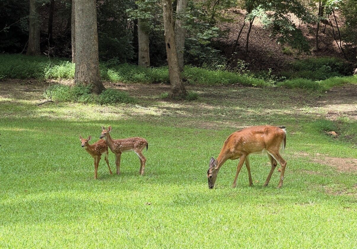 A grassy field with three deer, one adult and two younger ones, surrounded by trees.