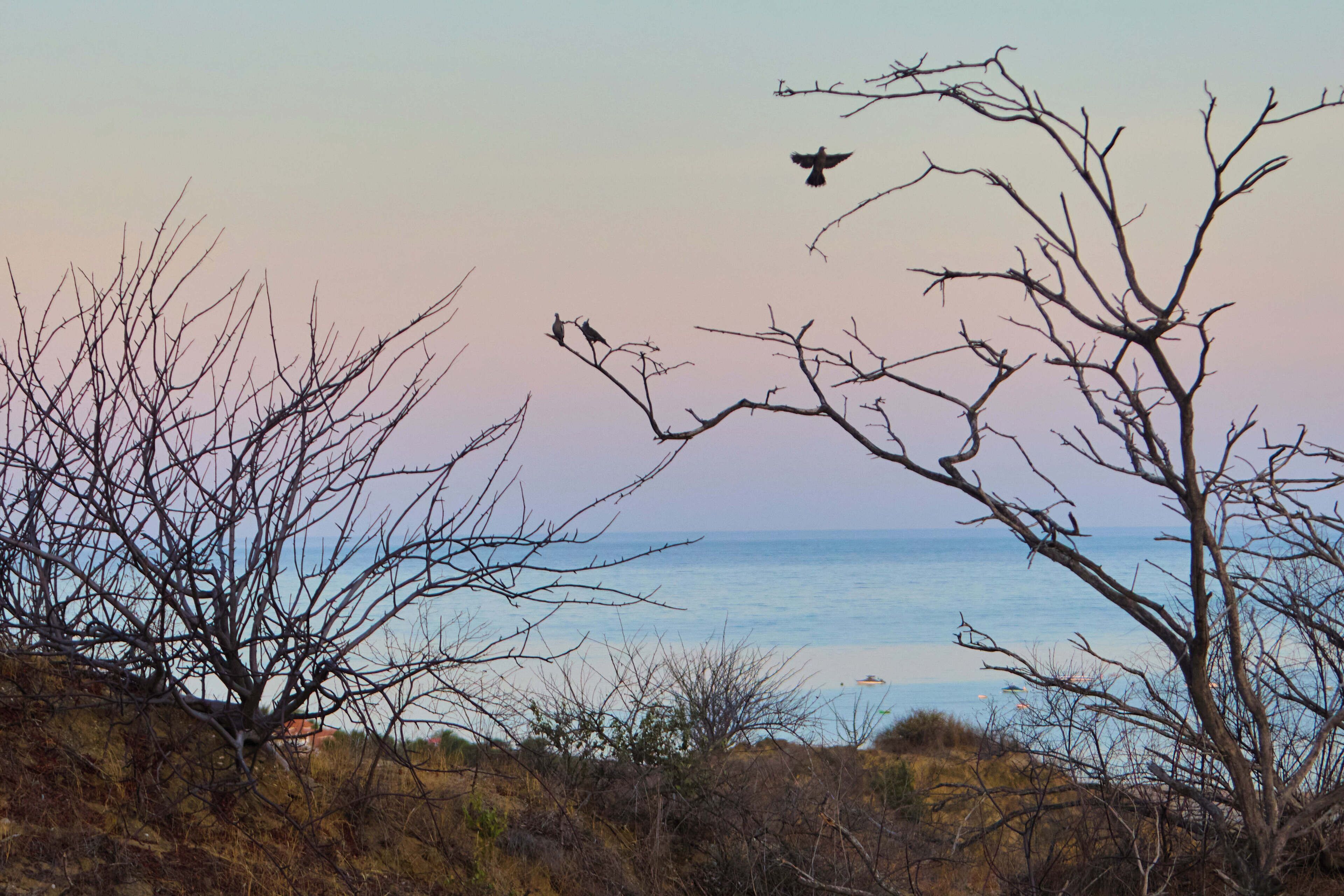 A coastal landscape with bare trees and a view of the sea.