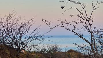 A coastal landscape with bare trees and a view of the sea.