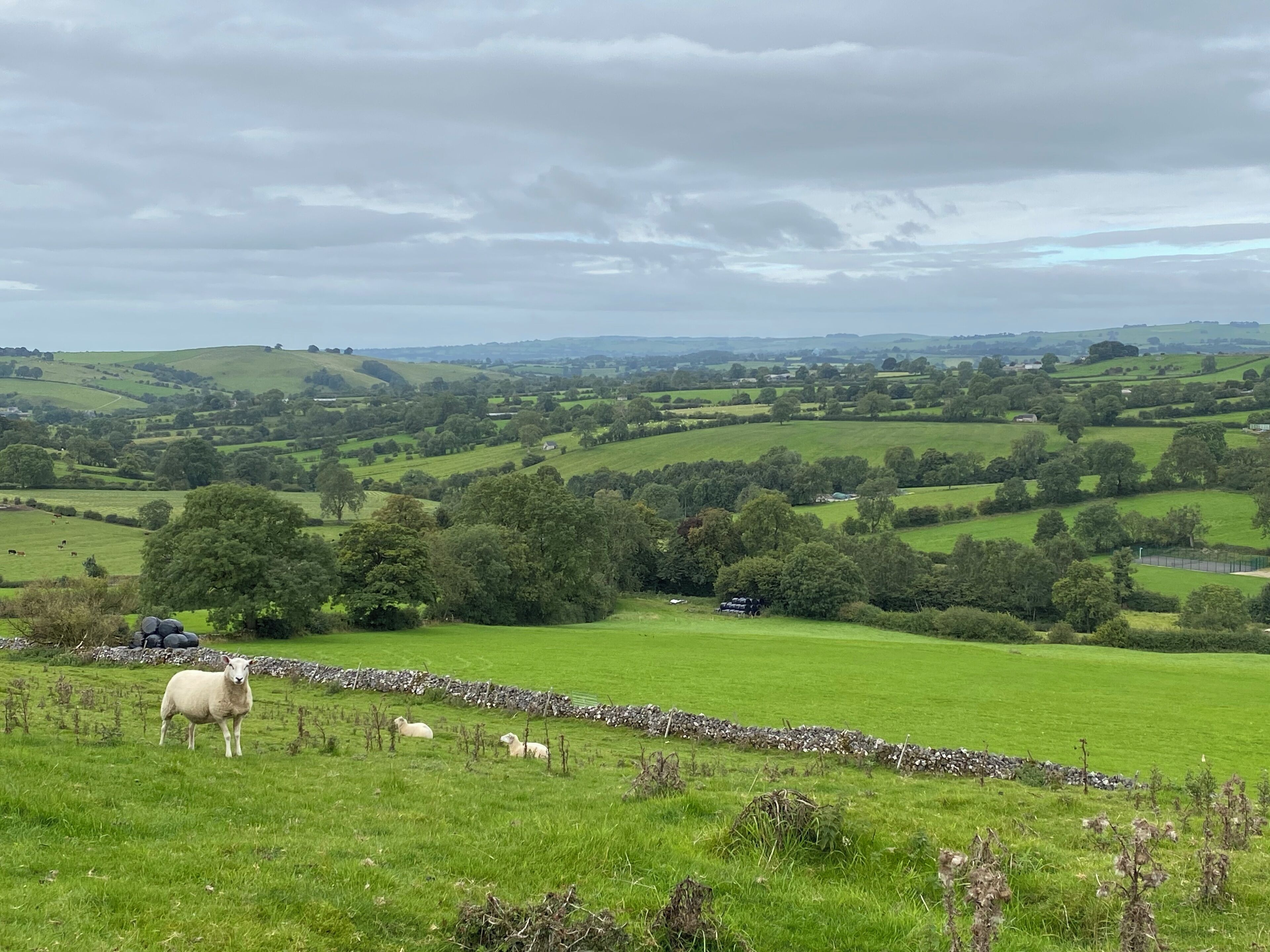 A rural landscape with rolling hills, a stone wall, and sheep grazing.