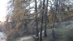 A forested area with a dirt path leading through trees.