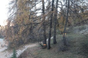 A forested area with a dirt path leading through trees. - 50m from ski slopes, 1st floor, 20m², Les Orres (Les Orres)
