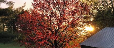 Área da propriedade