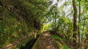 Un sendero estrecho y sin asfaltar bordeado por densa vegetación y árboles, que se adentra en un área boscosa.
