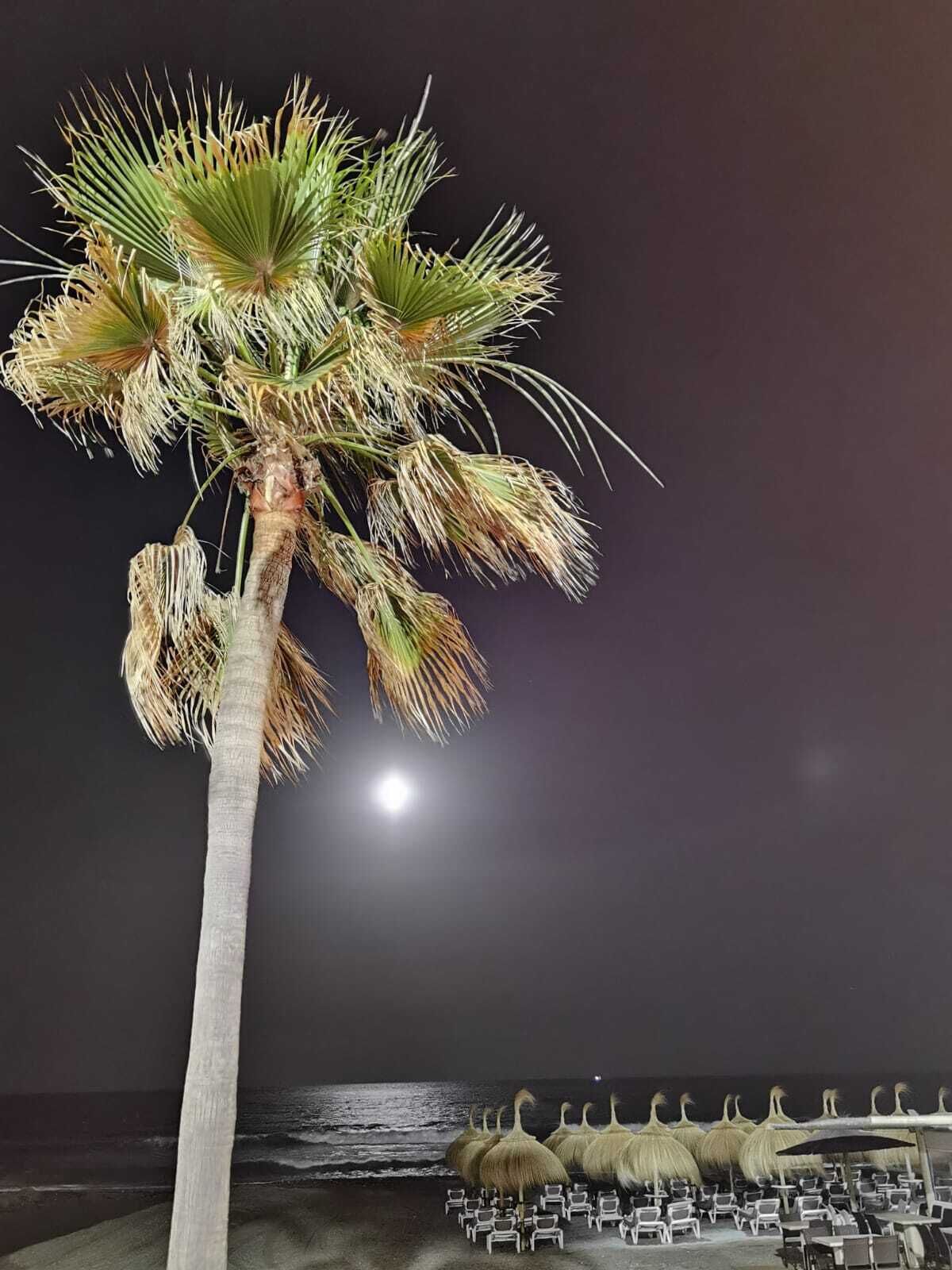 A palm tree with a moon in the background, beach chairs, and thatched umbrellas on a beach.