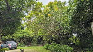 A paved pathway in a lush, green area with dense foliage and a parked car. - Quinta Kartagus (Santa Tecla)