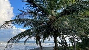 Une plage bordée de palmiers, avec l’océan à proximité.