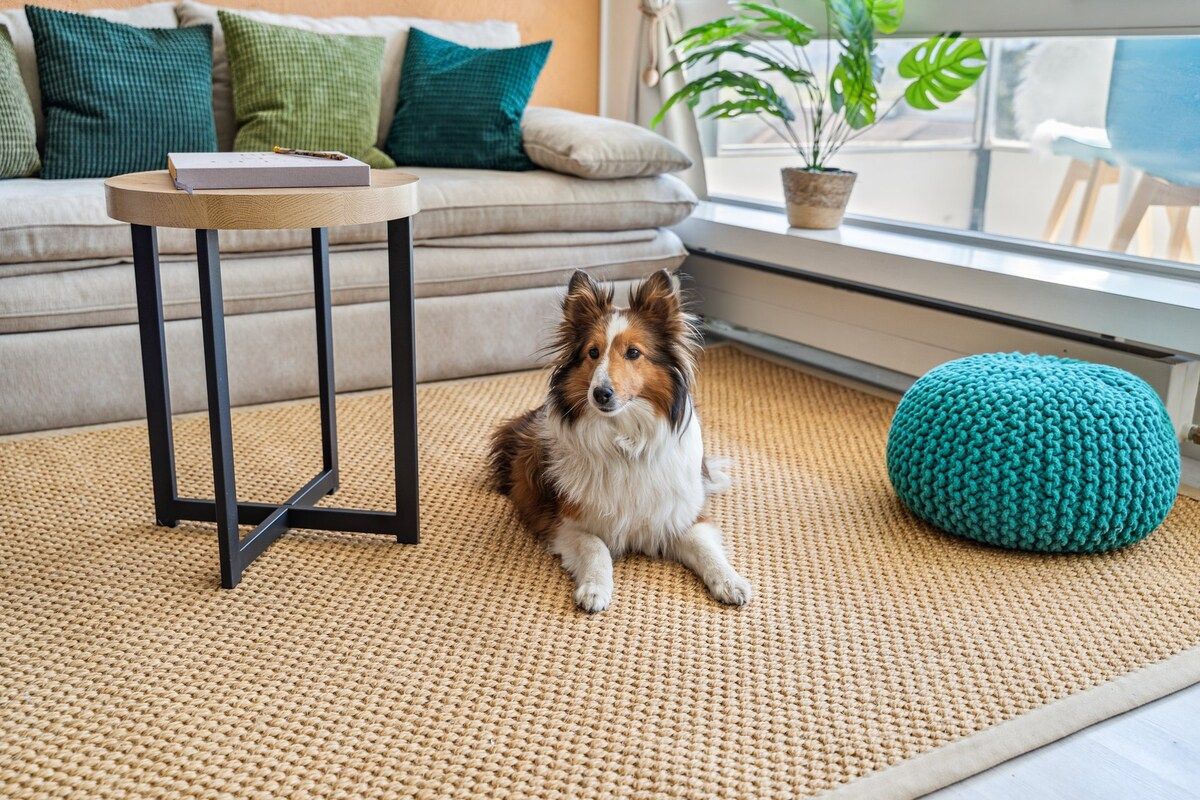 A dog sitting on a woven rug in a room with a sofa, a small table, and a potted plant.