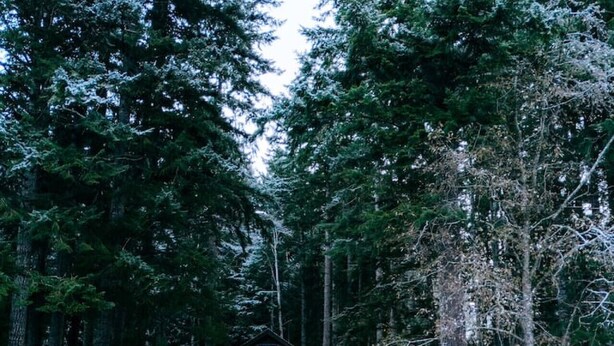 Une cabane avec un quai s’avançant dans un lac, entourée d’une forêt dense.