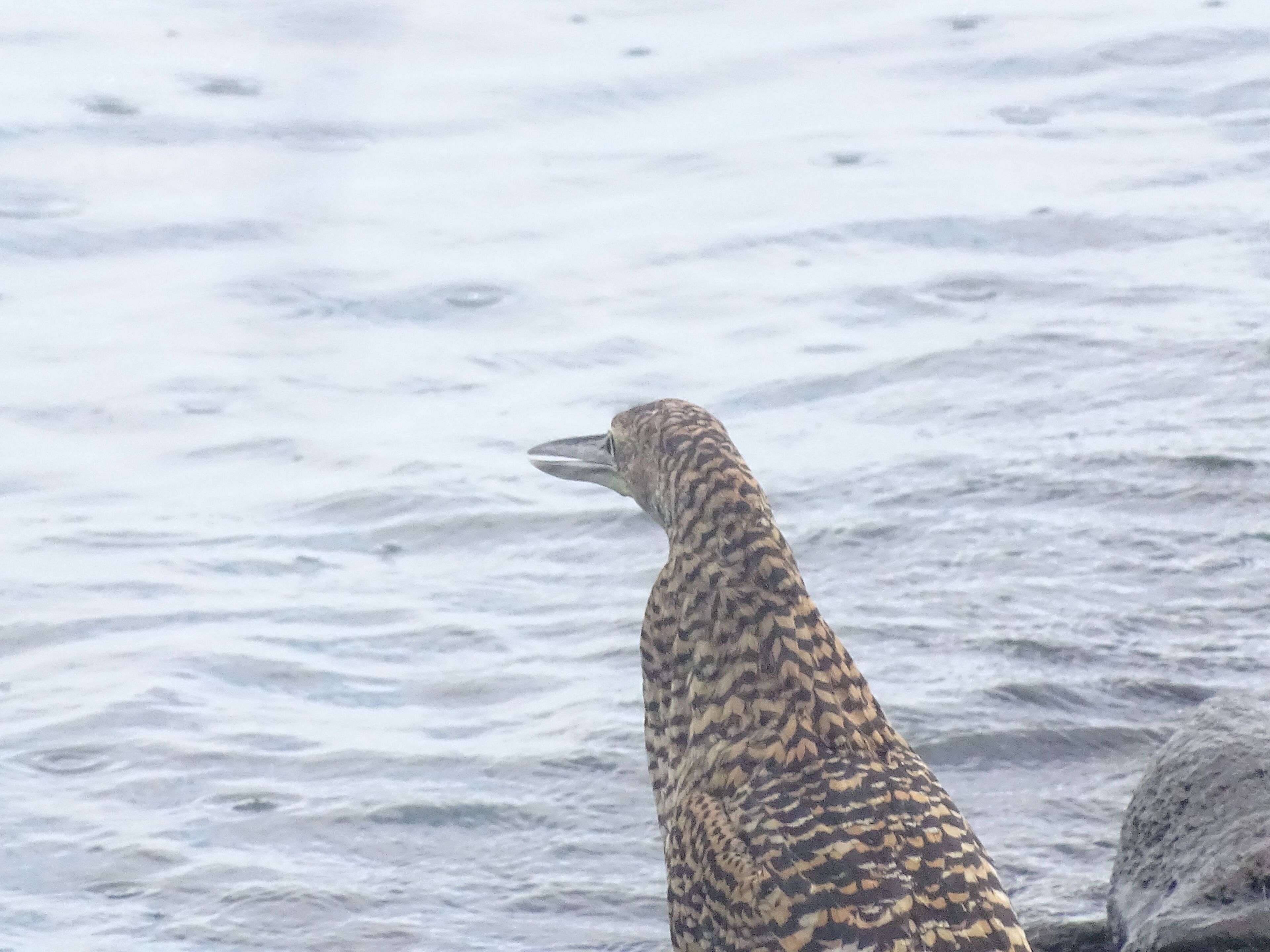 Un oiseau au plumage particulier sur le dos et au bec pointu, perché sur une surface rocheuse.