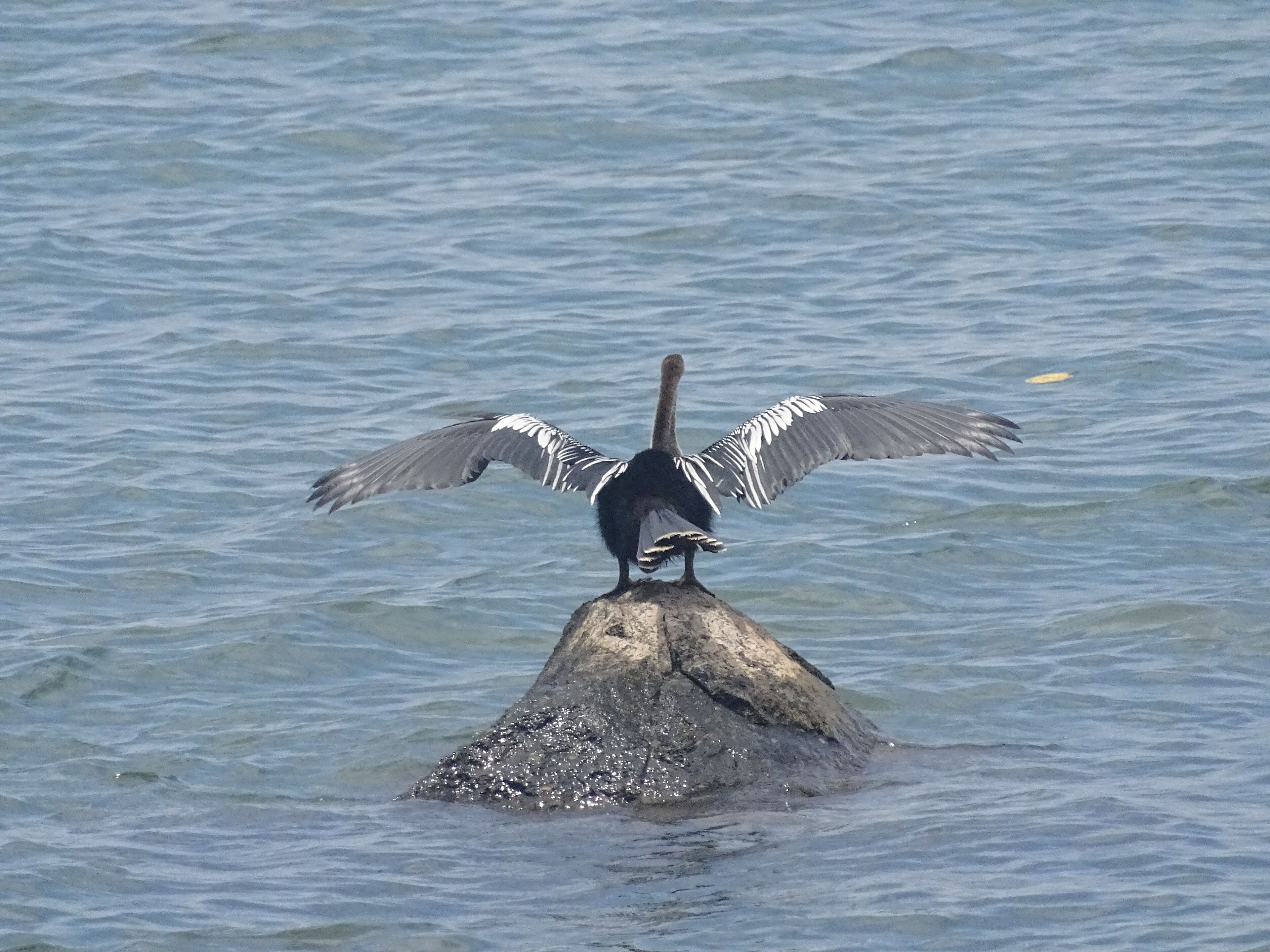 Een vogel met uitgestrekte vleugels zit op een rots in het water.