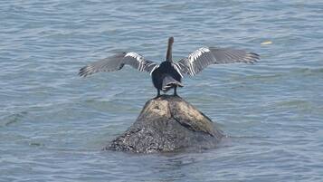 Een vogel met uitgestrekte vleugels zit op een rots in het water.