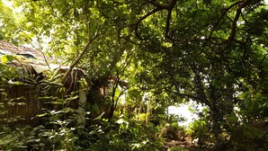 Ein üppiger Garten mit dichtem Grün, einem Kiesweg und einem rustikalen Gebäude im Hintergrund.