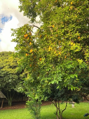 Property grounds - Secret Garden in Assis SP (Vila Santa Rita Assis)