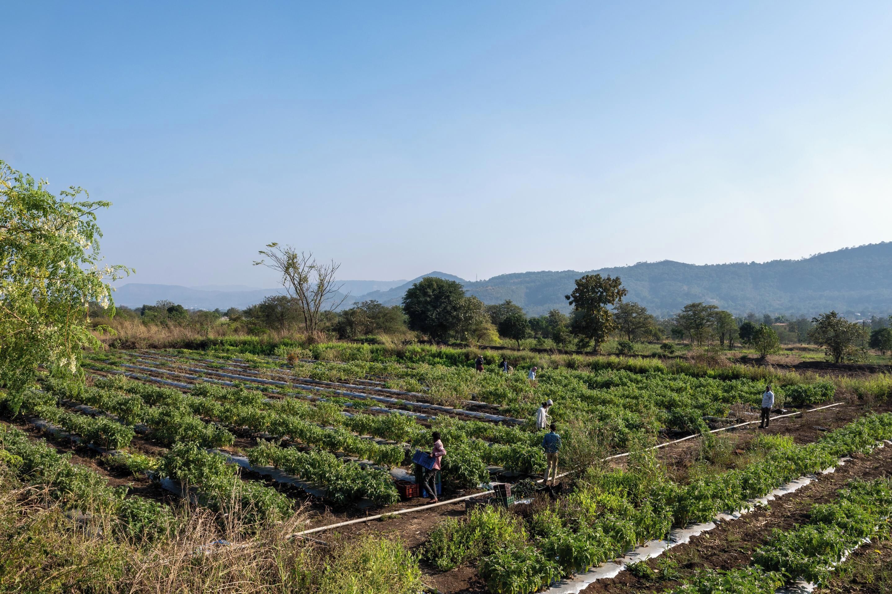 Campo agrícola rural con hileras de cultivos y gente trabajando.