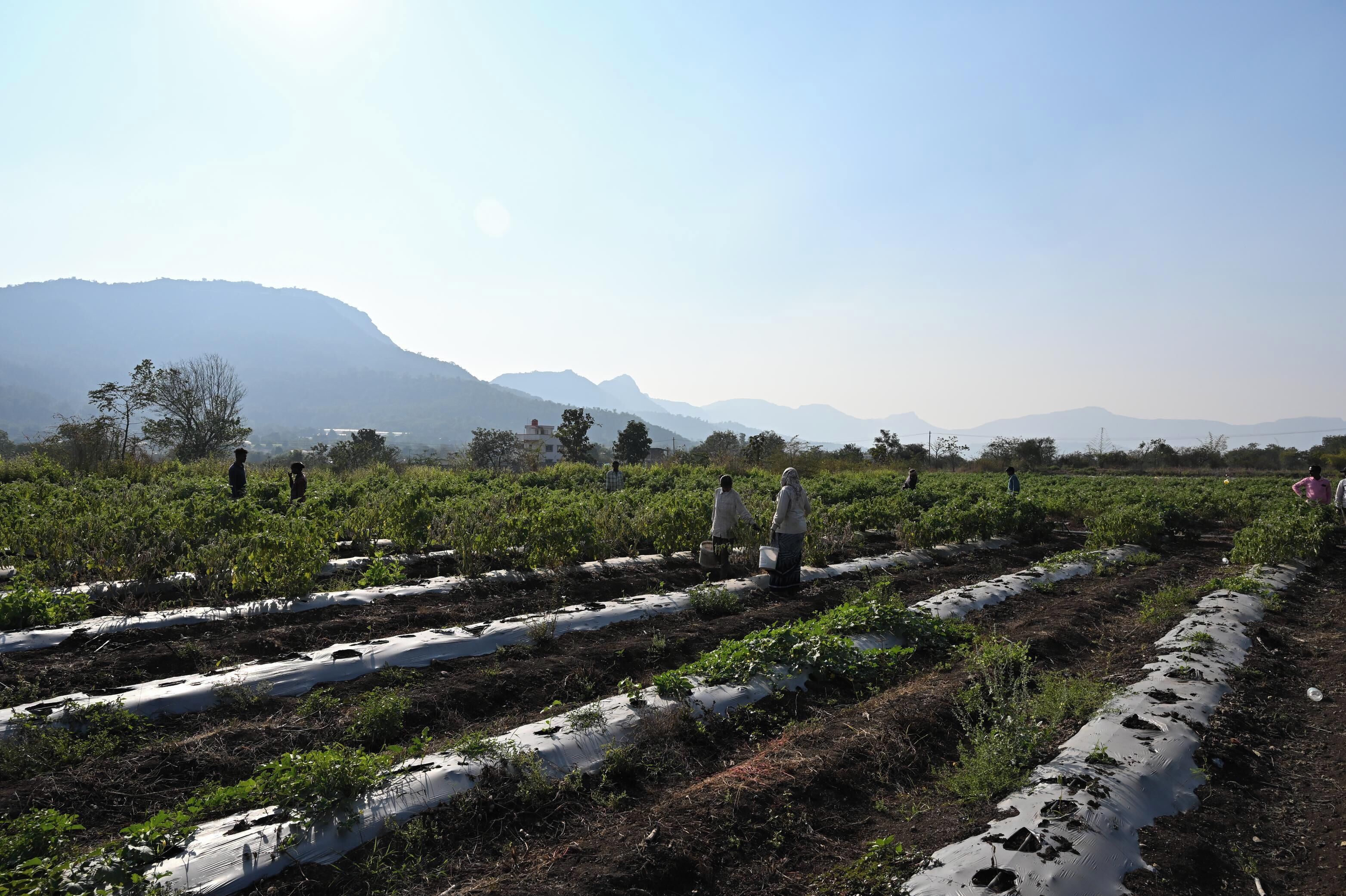 A field with rows of crops and people working.