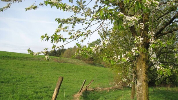 Een grasveld met een boom en een houten hek.