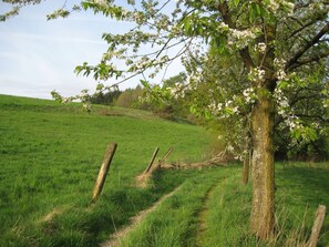 Un champ herbeux avec un arbre et une clôture en bois.