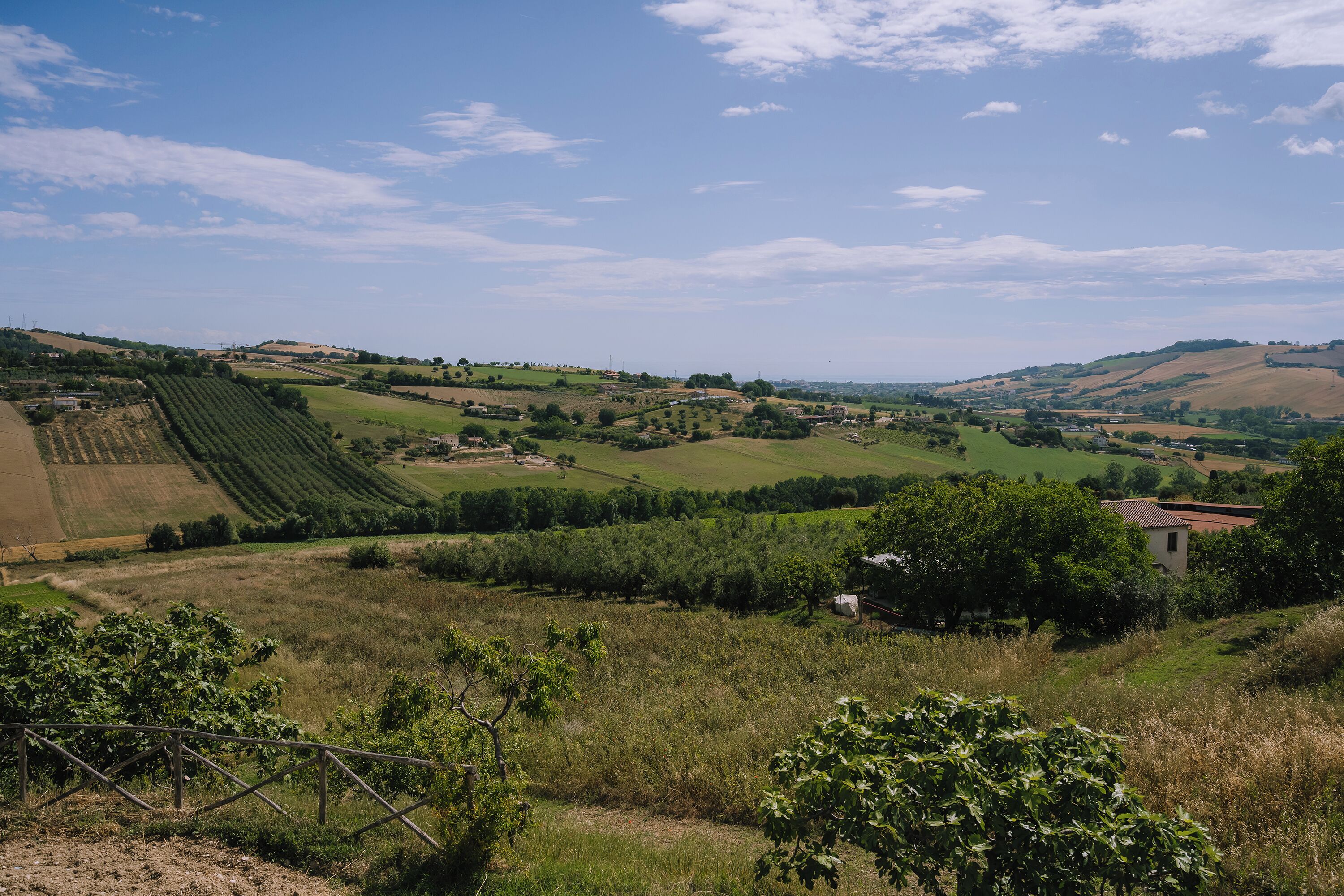 A rural landscape with rolling hills, vineyards, and scattered buildings.