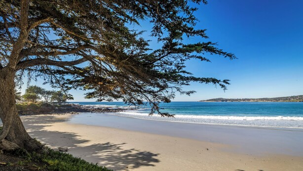 A beach with a large tree, clear blue sky, and calm sea. - 3959 Hedgehog - Walk to Town and Beach, Ocean View (Carmel)