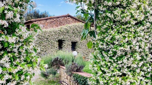 Un arco fiorito di fiori bianchi che conduce a un edificio rustico in pietra con due finestre.
