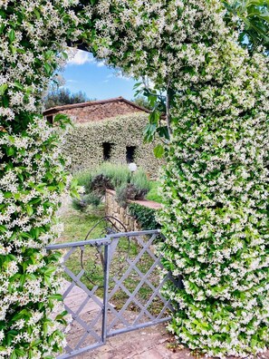 Ein Torbogen mit weißen Blüten, der zu einem rustikalen Steinhaus mit zwei Fenstern führt.
