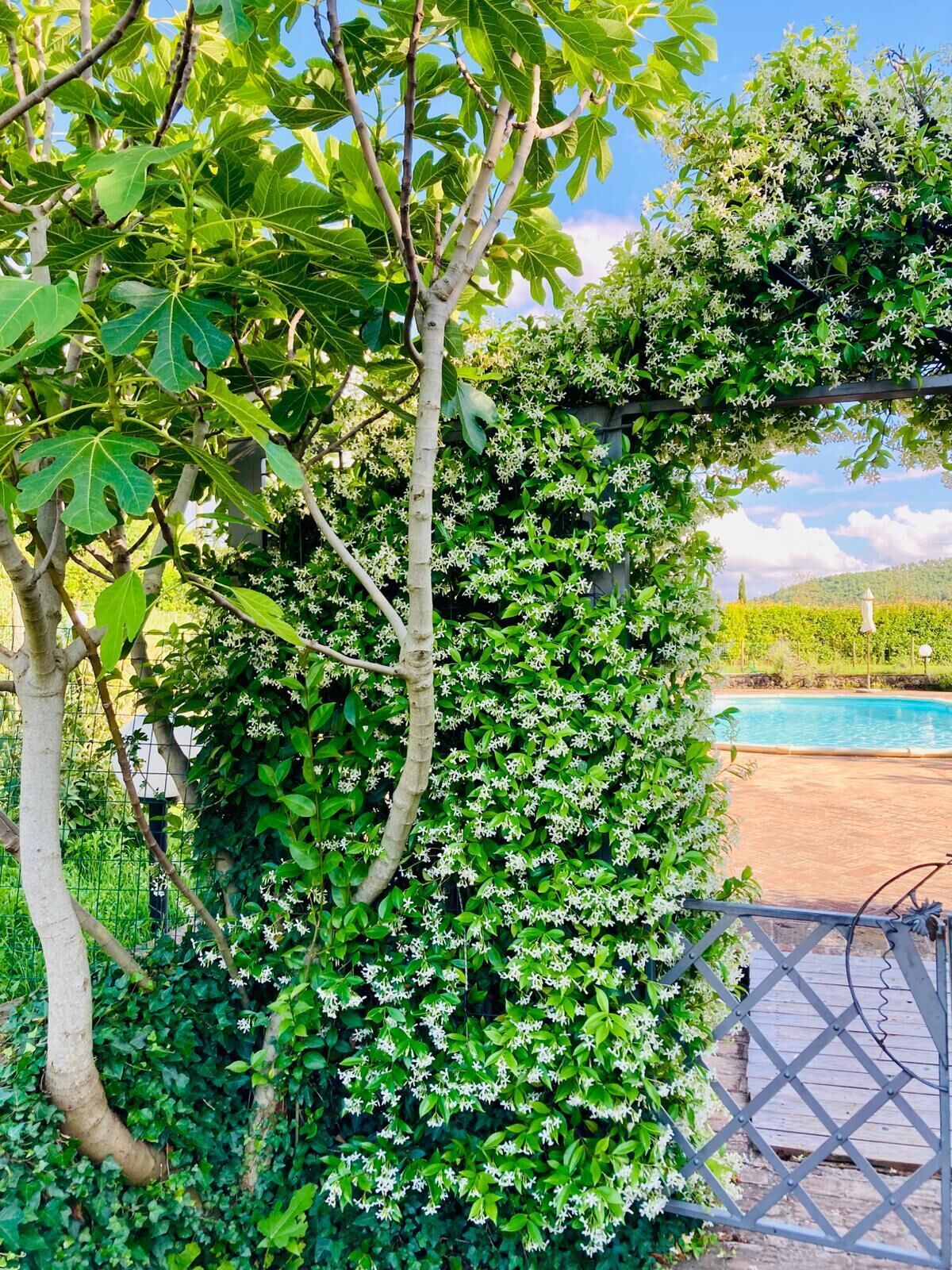 Un jardín con piscina, rodeado de abundante vegetación y plantas en flor.