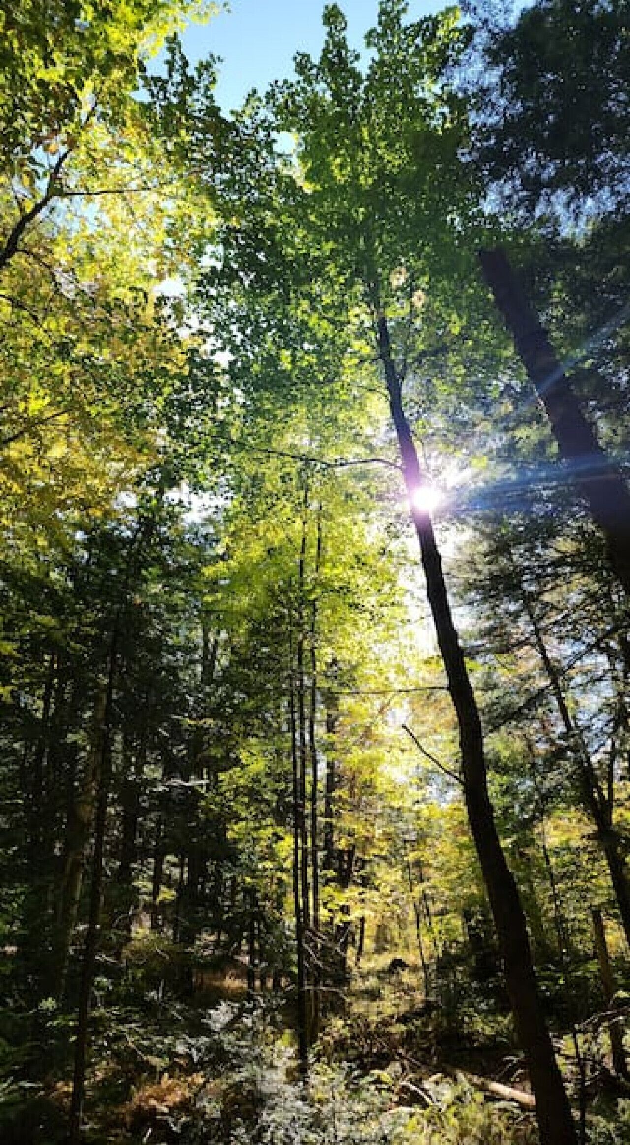 Un bosque con luz del sol filtrándose entre los árboles.