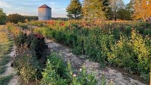 A garden with a variety of plants and flowers, a dirt path, and a silo in the background.