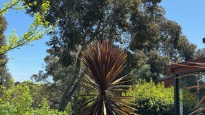 A garden with a central palm-like plant, surrounded by various trees and shrubs. - Deluxe Private Suite in Country Home on 2.6 acres - Daylesford & Hepburn Springs (Daylesford)