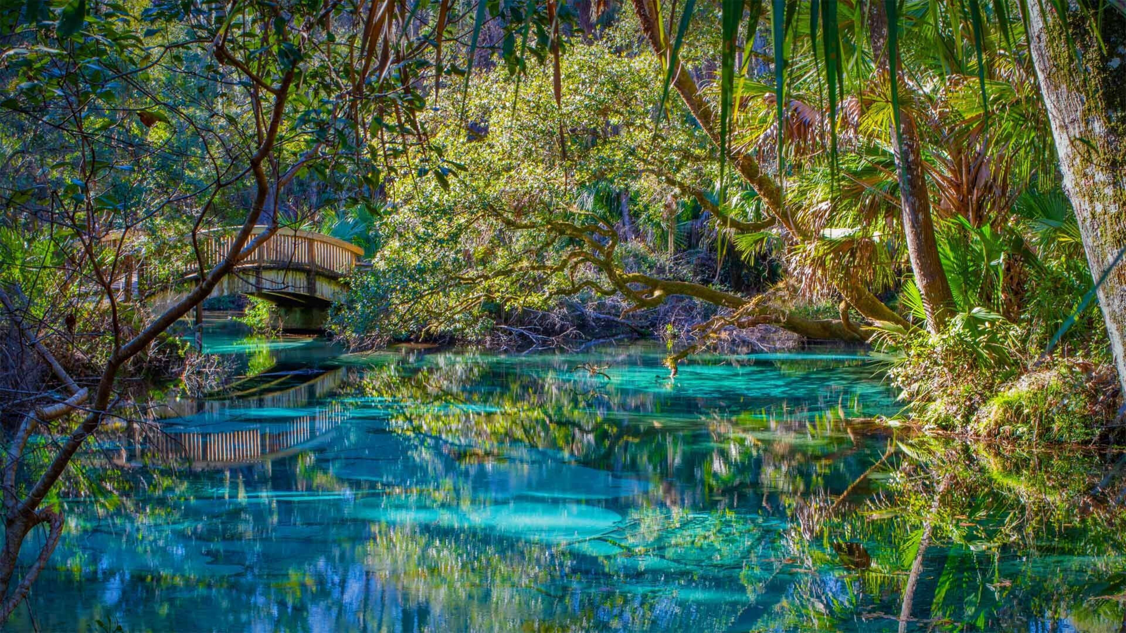 A serene forested area with a clear water body, a wooden bridge, and lush greenery.