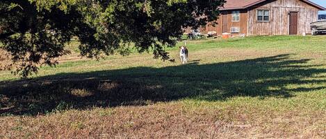 A rustic wooden building with a sloped roof, surrounded by a grassy area with a large tree.