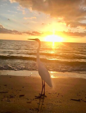 A bird standing on a beach with the sun setting in the background. - Sunset & Ocean Front Views-FM-Beach(Pool is Open) (Fort Myers Beach)