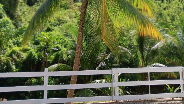 A white fence with a palm tree in the background.