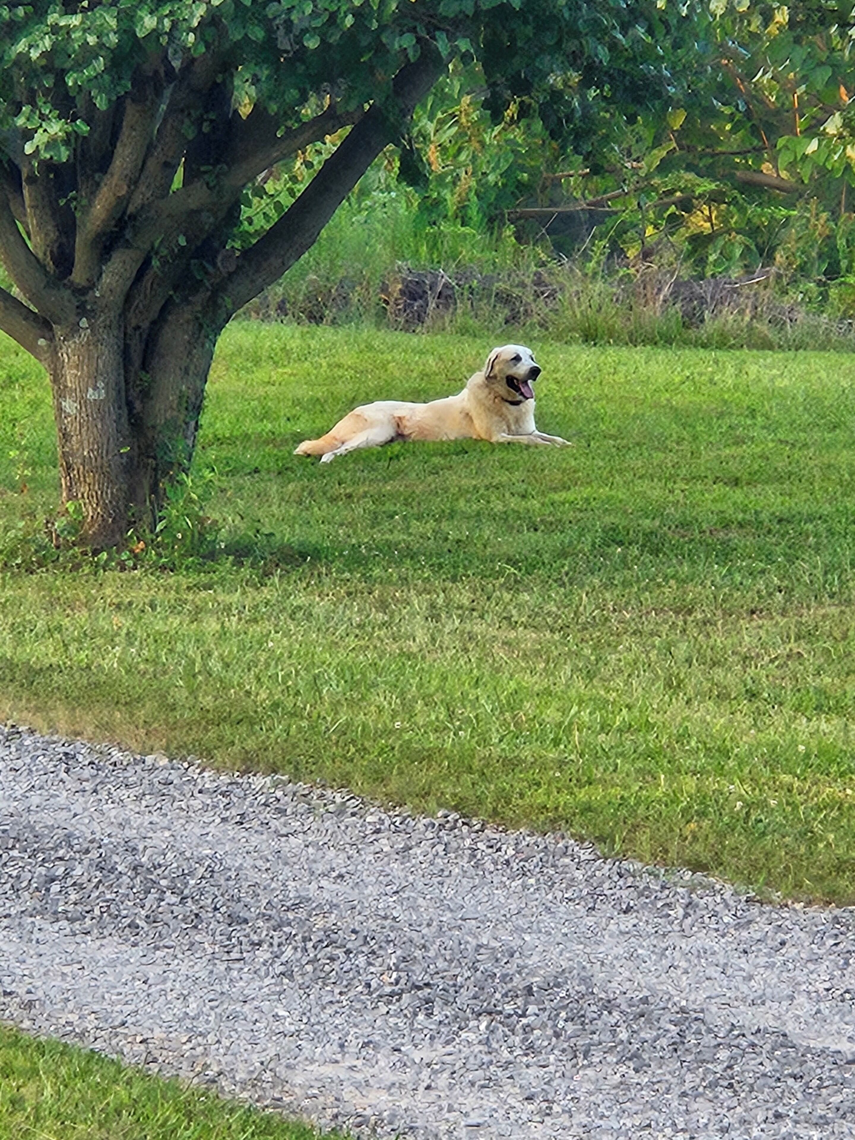 A dog lying on grass under a tree.
