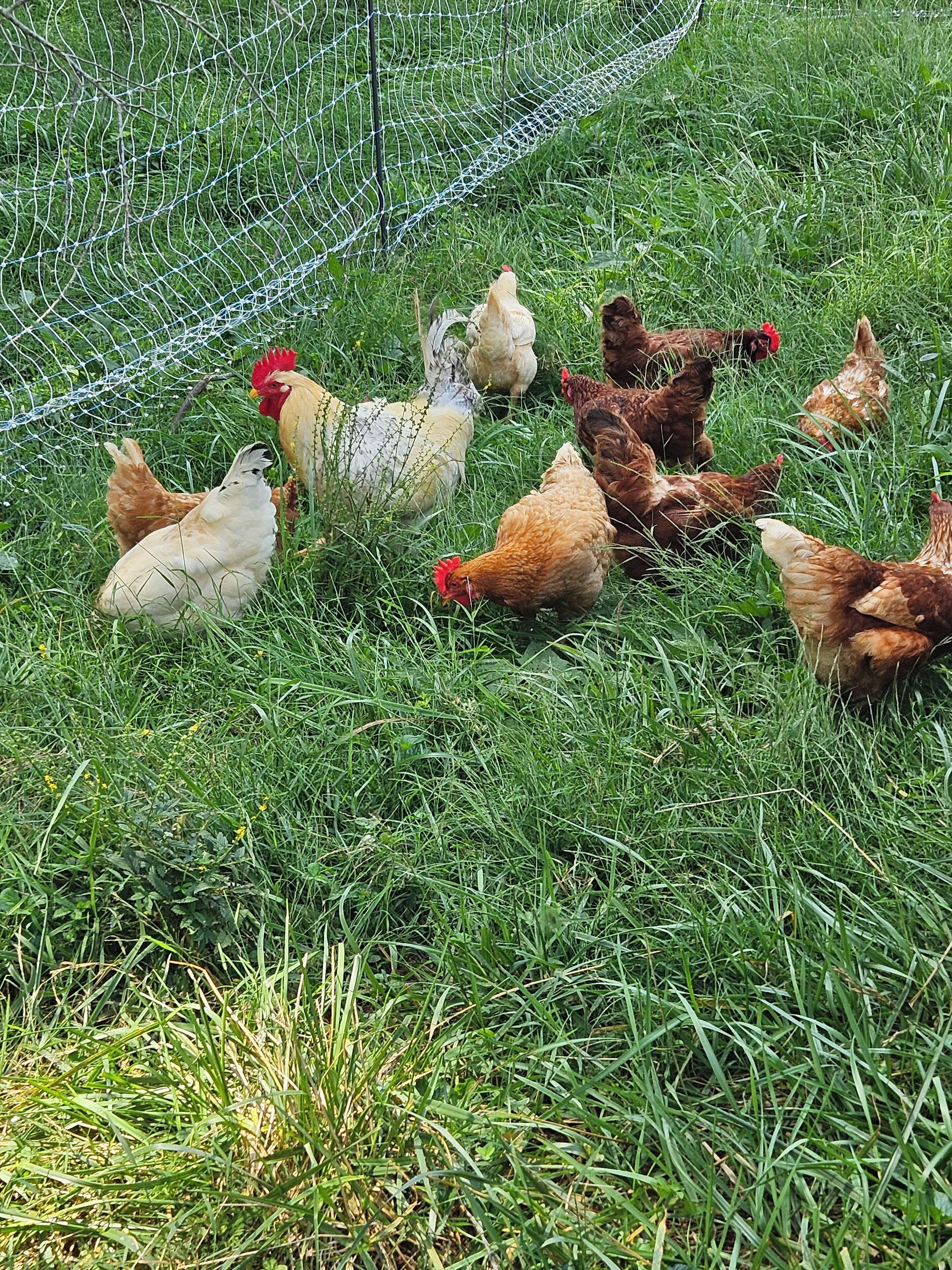 Un grupo de gallinas en un área cubierta de césped con una cerca de alambré.
