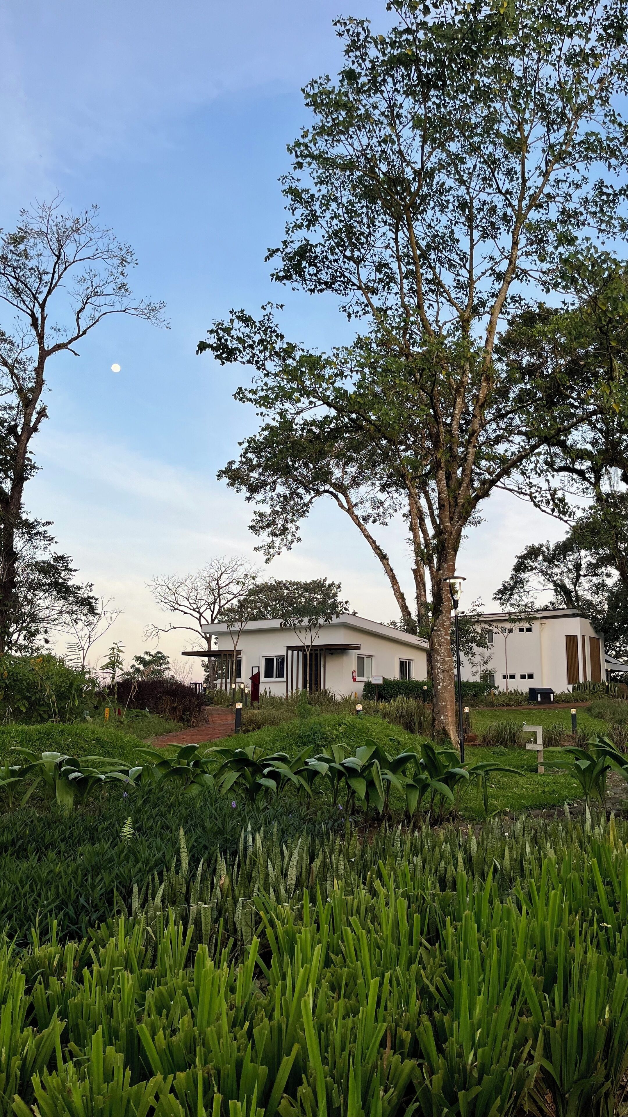 Una casa moderna con un gran árbol en el patio delantero, rodeada de abundante vegetación.