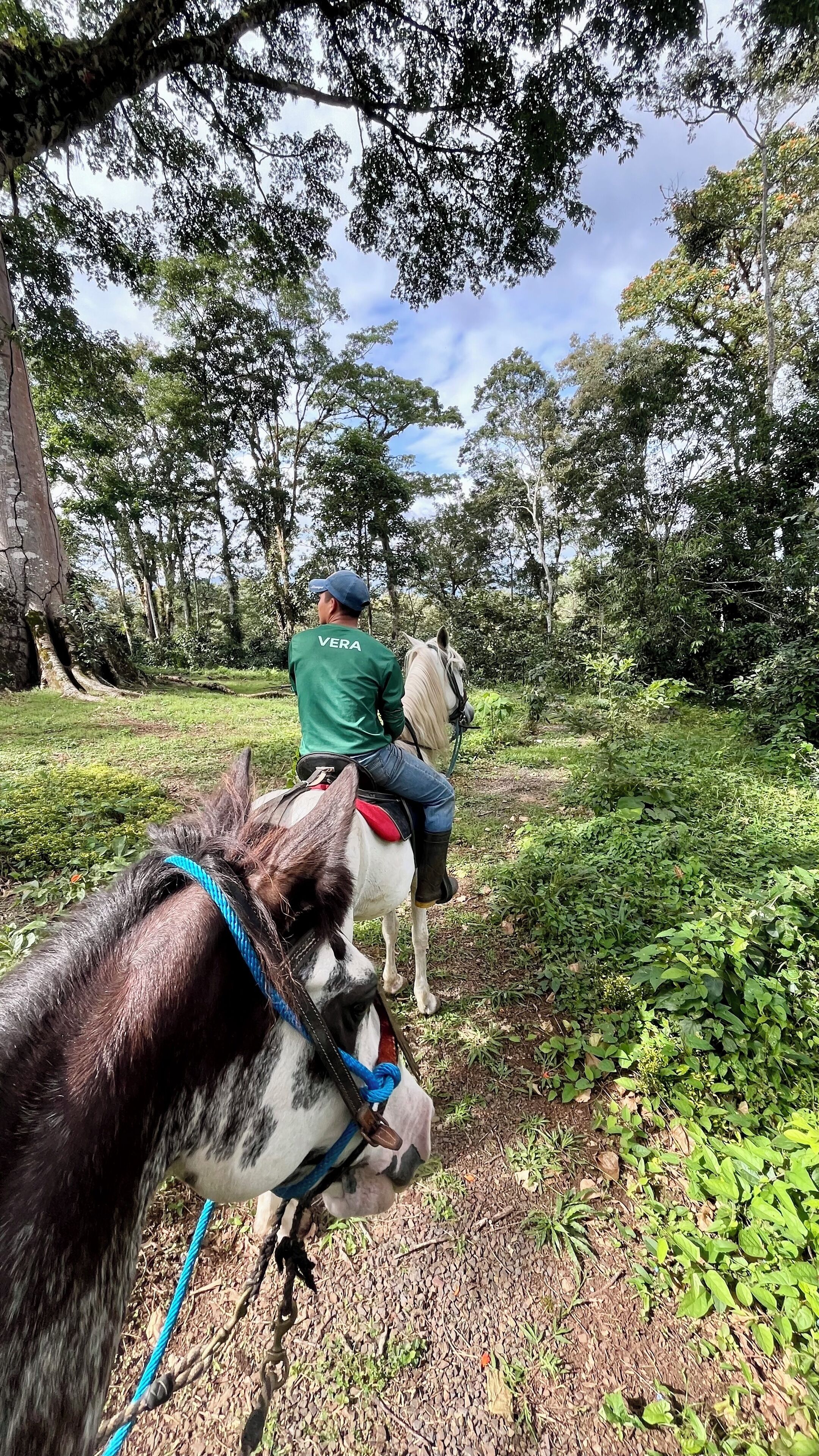 Ridning