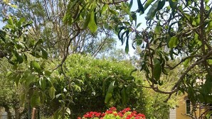 Ein Garten mit Holzzaun, roten Blumen und grünem Laub.